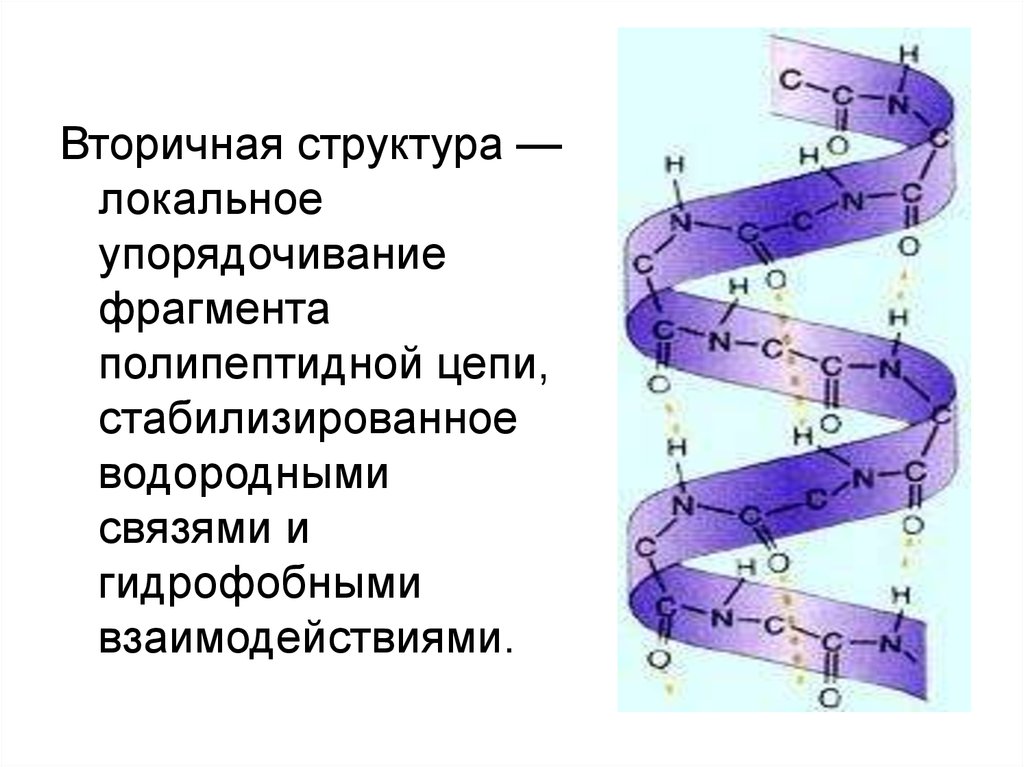 Вторичная структура белка связи. Вторичная структура белка связи ее стабилизирующие. Вторичная структура белка стабилизируется. Вторичная структура полипептидной цепи. Факторы стабилизирующие вторичную структуру белка.