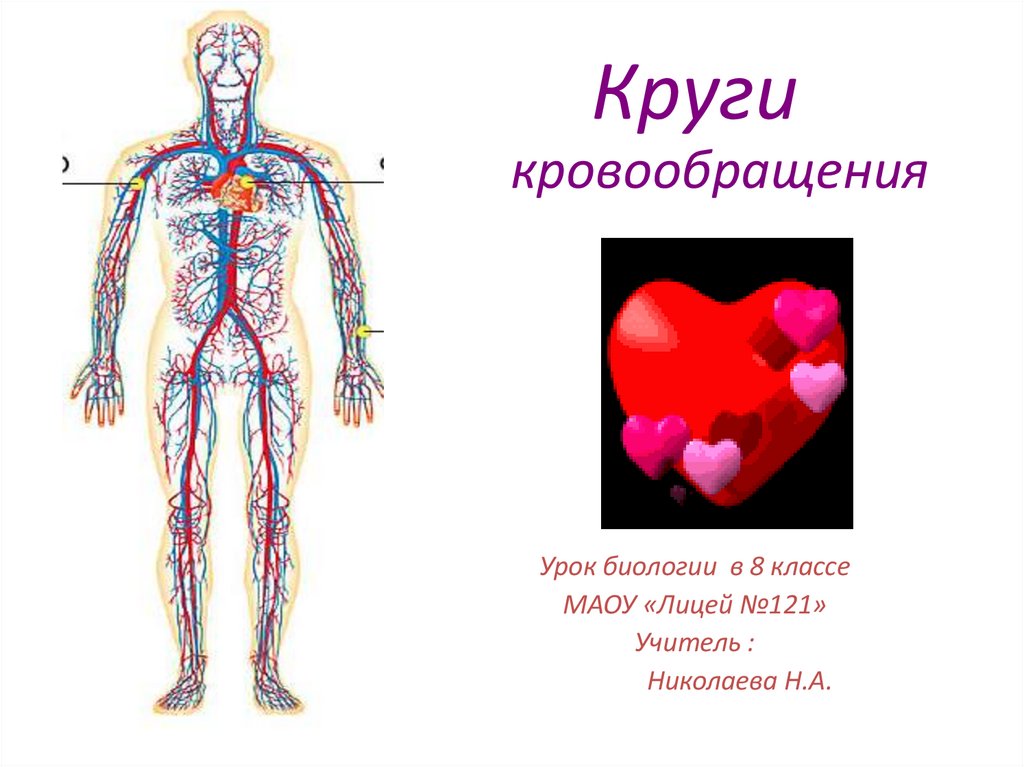 Перечисли органы кровообращения. Кровообращение человека. Система кровообращения человека. Круги кровообращения. Биология круги кровообращения.