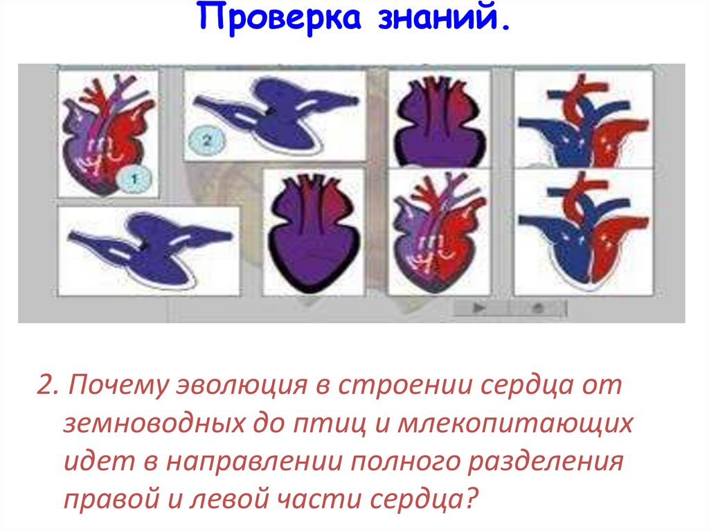 Тест по биологии строение сердца круги кровообращения. Строение сердца Эволюция. Эволюция строения сердца птиц. Строение сердца млекопитающих. Сердце птиц и земноводных.