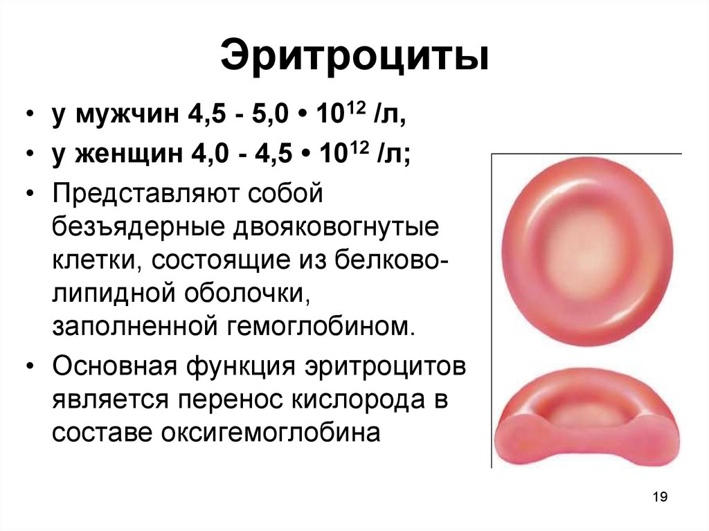 Повышенный объем эритроцитов в крови у мужчин. Эритроциты 4.31. Эритроциты 4.5. Эритроциты 4.29. 3-4 Эритроцита.