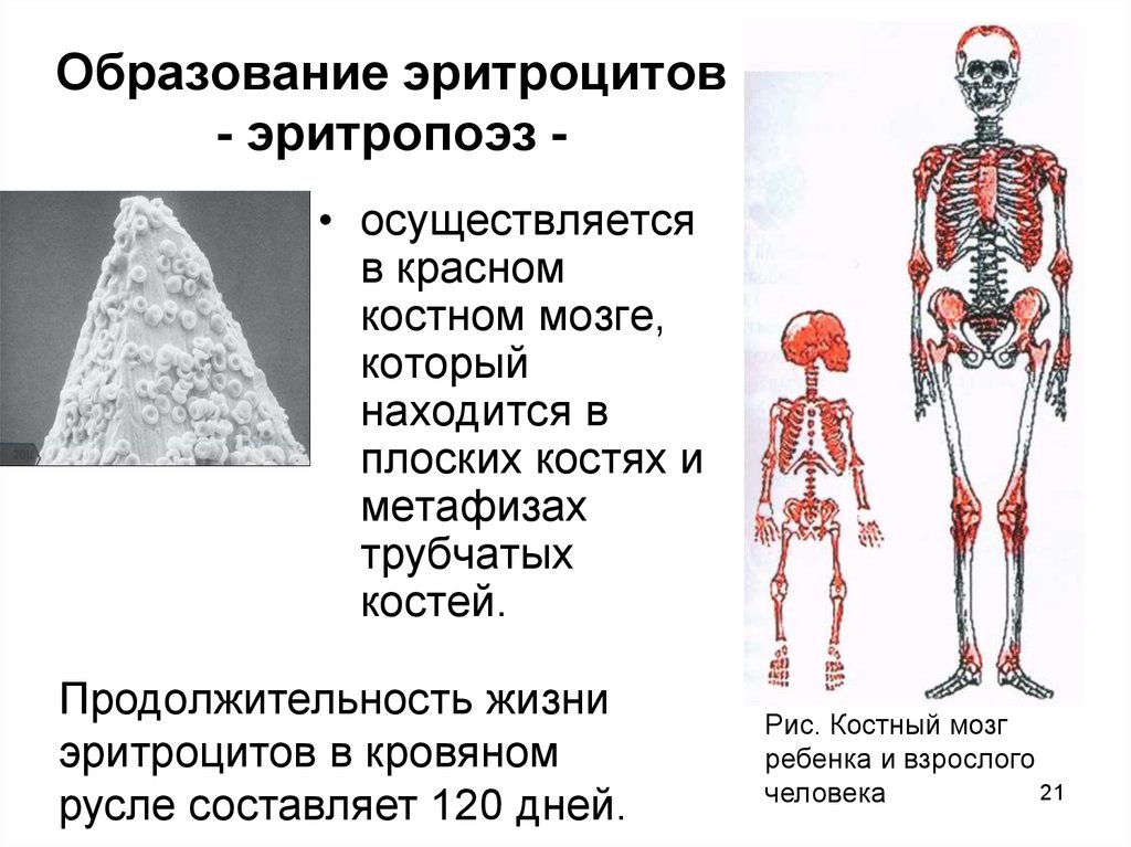 Красный мозг расположен. Красный костный мозг у детей. Локализация красного костного мозга. Красный костный мозг у взрослого человека расположен. Расположение красного костного мозга.