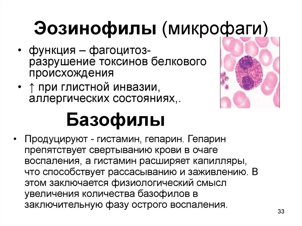 Значения эозинофилов. Эозинофилы функции гистология. Эозинофилы строение клетки. Эозинофилы функции. Эозинофилы строение гистология.