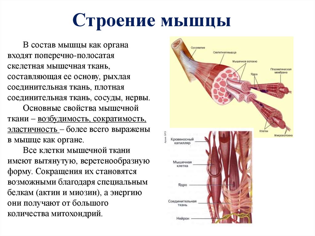 Скелетная поперечно полосатая мускулатура состоит из. Опишите строение скелетной мышцы. Внешнее и внутреннее строение мышц. Строение и функции скелетных мышц схема. Мышца строение анатомия функции.