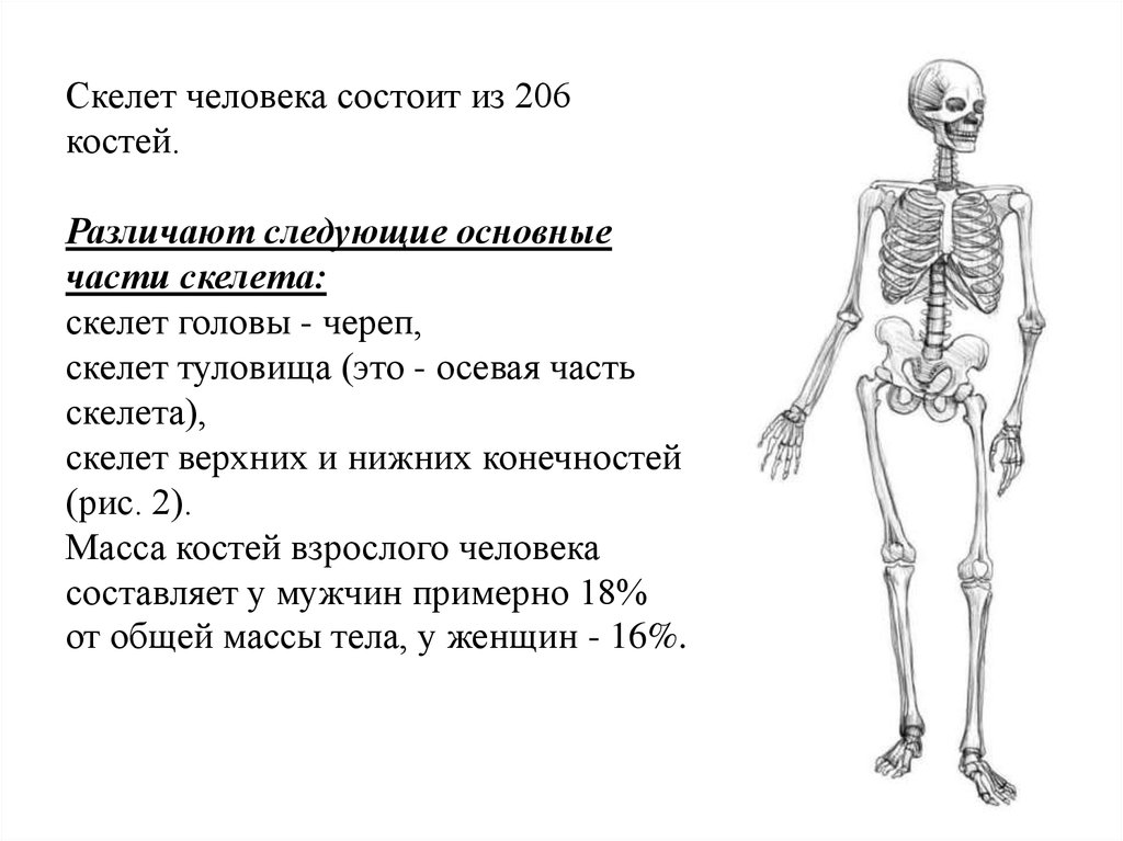 Основные функции кости. Отделы скелета схема. Скелет туловища человека ЕГЭ биология. Скелет человека схема. Скелет взрослого человека состоит из.