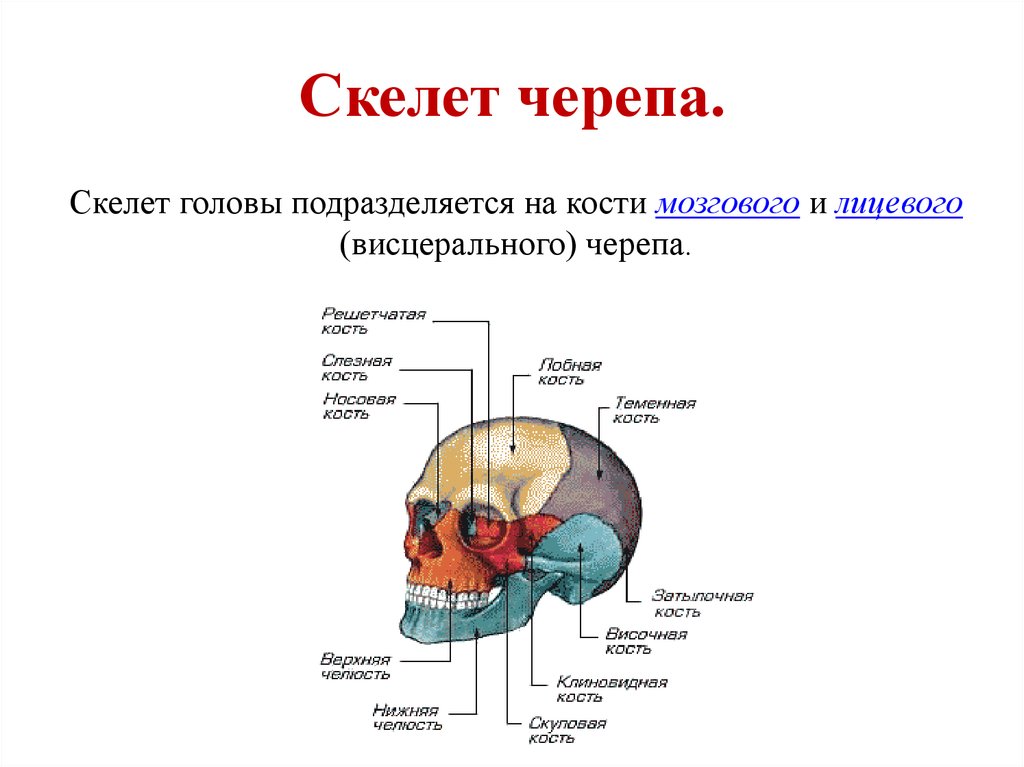 Мозговая лицевая часть черепа. Кости мозгового отдела черепа. Скелет головы кости мозгового. Скелет головы отделы мозговой и висцеральный. Строение костей мозгового черепа.