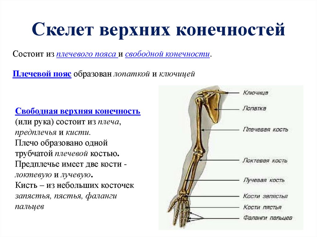 Скелет пояса свободной верхней конечности. Скелет верхних конечностей состоит из. Скелет пояса верхних конечностей состоит. Скелет верхней конечности свободная конечность. Скелет пояса верхних конечностей (плечевого пояса).