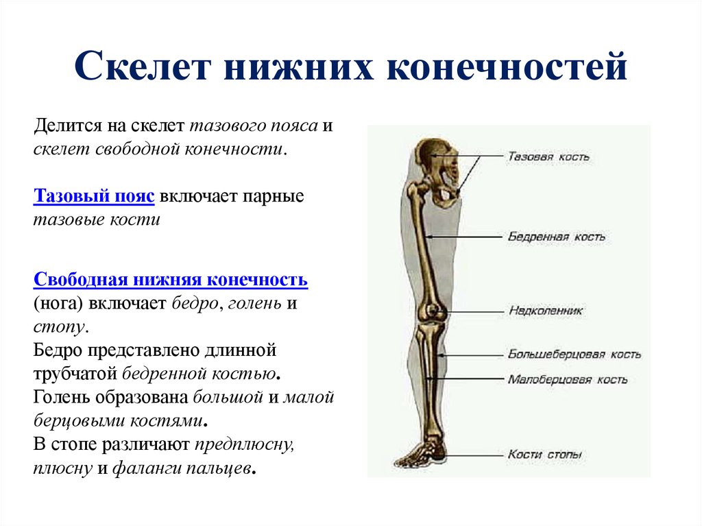 Скелет конечностей включает. Строение скелета нижних конечностей. Строение и функции пояса нижних конечностей человека. Кости свободной нижней конечности функции. Скелет нижней конечности свободная конечность функции.