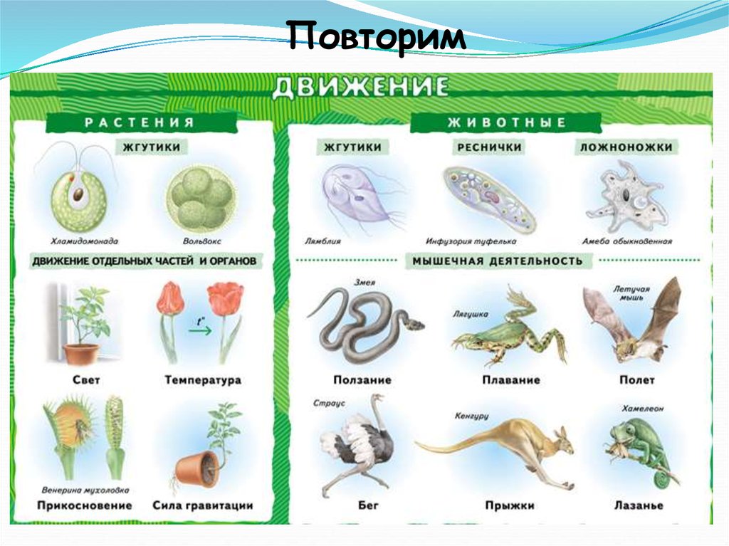 Презентация движение организмов