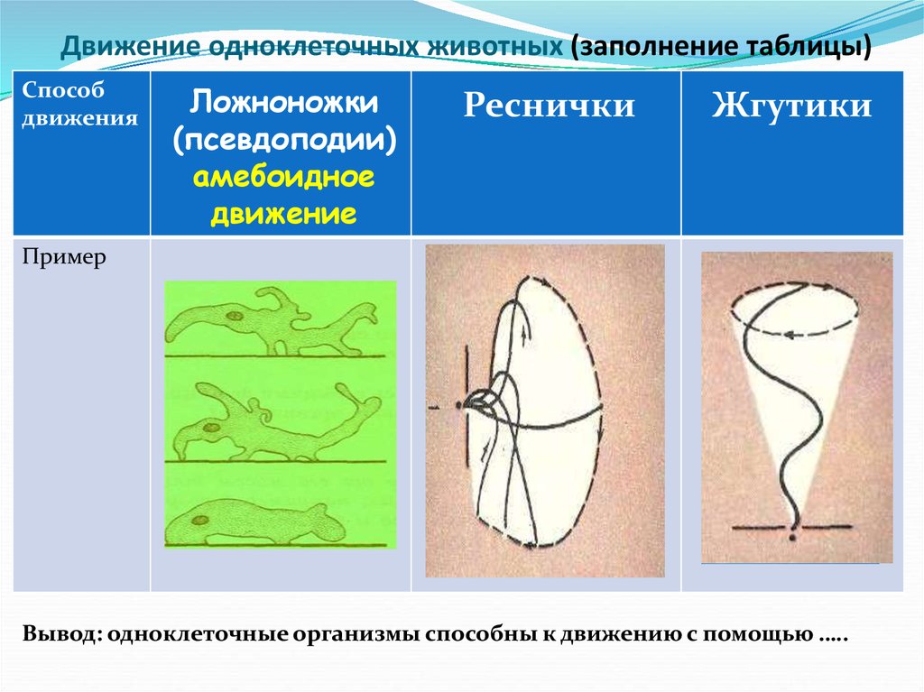 Движение свойство животных обитателей разных сред 7 класс презентация