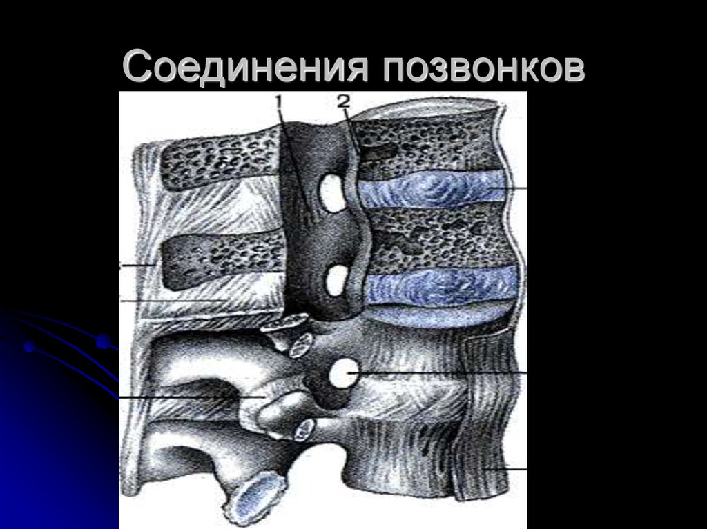 Соединения позвоночника суставы