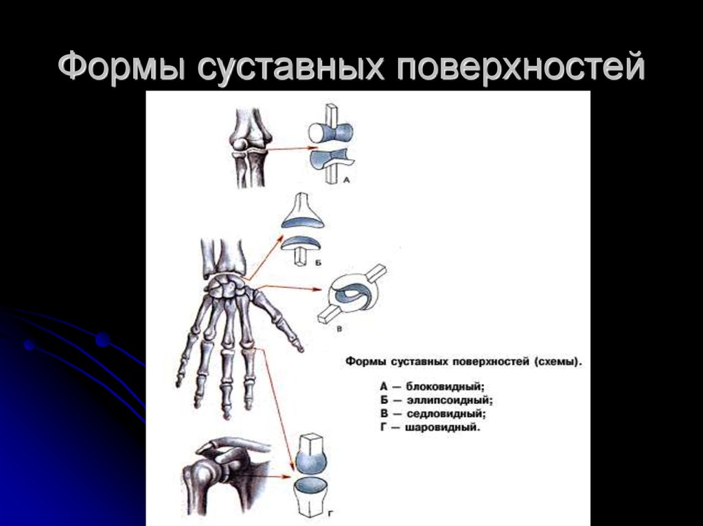 Формы суставов. Формы поверхностей суставов. Сустава и форме суставных поверхностей. Виды суставных поверхностей. Форма суставной поверхности.