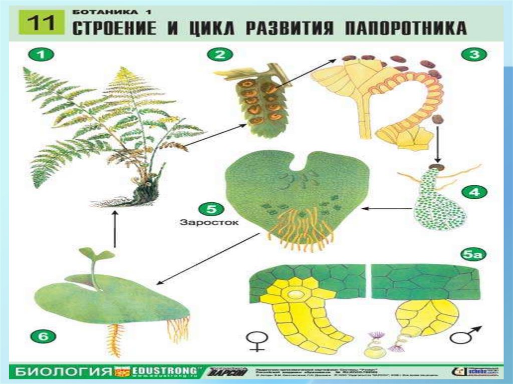 Цикл жизни папоротника схема - 94 фото