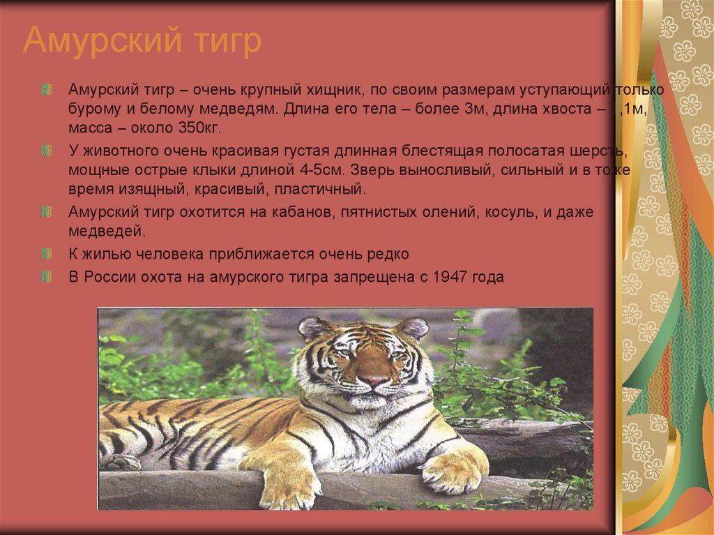 Общий план о редком животном. Амурский тигр длина. Международная красная книга Амурский тигр. Амурский тигр Размеры. Амурский тигр план.