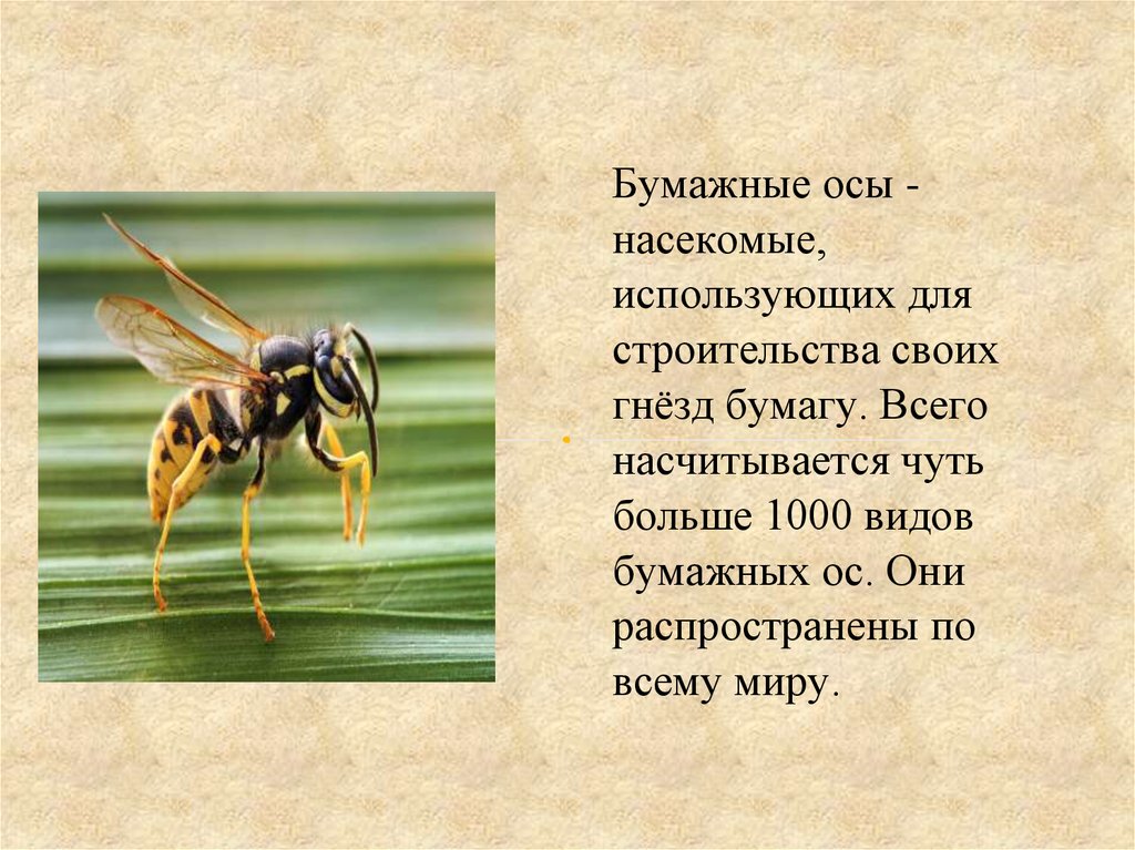 Осе бумага