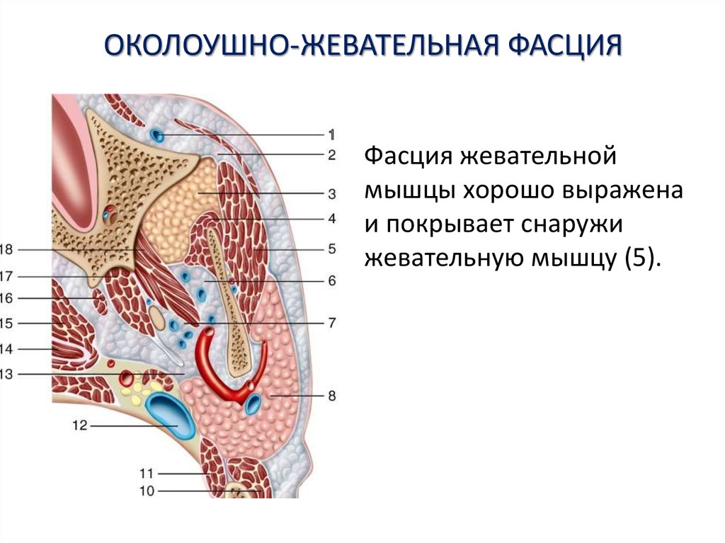 Мышцы фасции и топография шеи