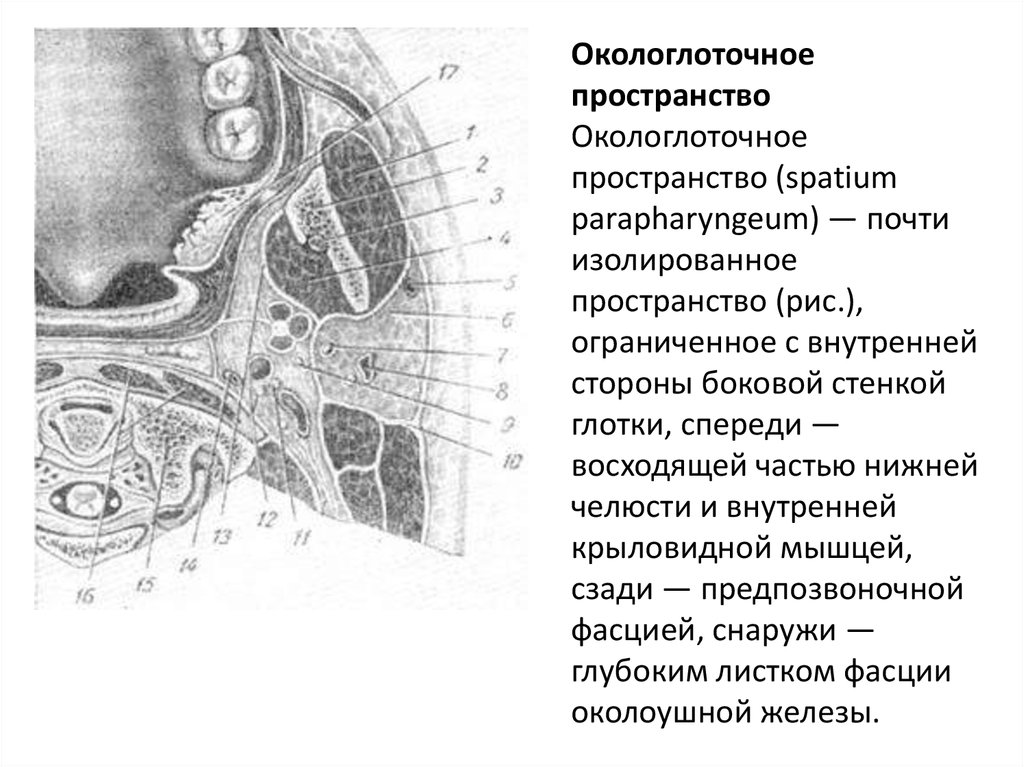 Пространство сообщение. Заглоточное и окологлоточное пространство. Окологлоточные клетчаточные пространства топографическая анатомия. Боковое окологлоточное клетчаточное пространство. Топографическая анатомия парафарингеальное пространство.