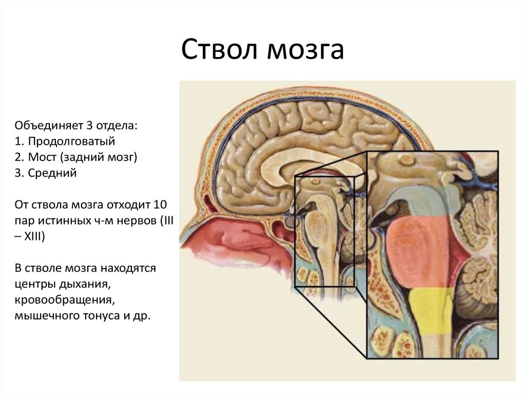Ствол головного мозга включает отдел. Анатомия ствола головного мозга. Нижний отдел ствола головного мозга. Отделы ствола мозга анатомия. Состав ствола мозга.