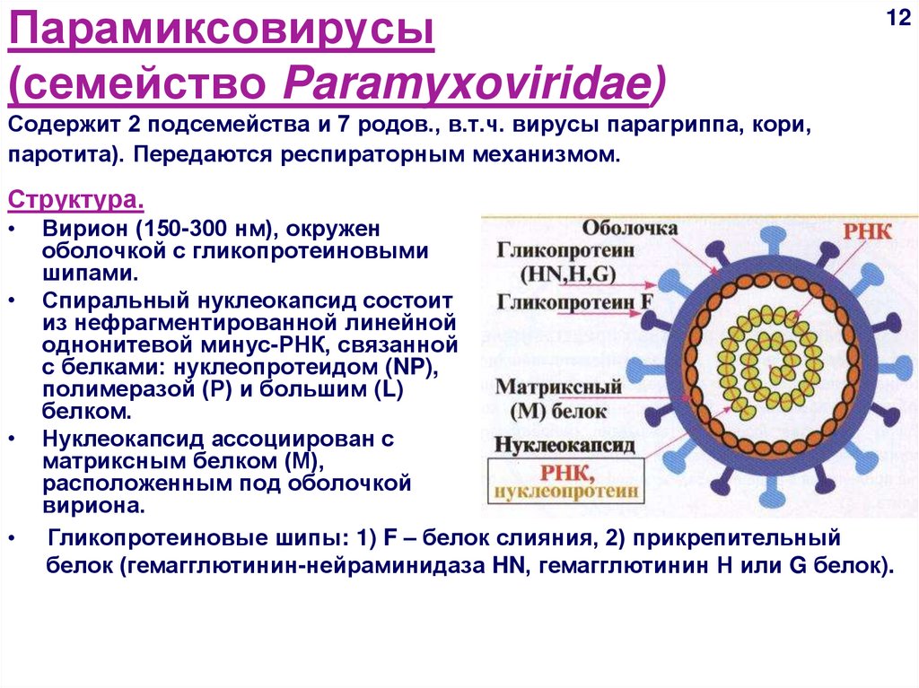 Вирус возбудителя кори. Вирион парамиксовирусов. Вирус кори строение микробиология. Характеристика вириона парамиксовирусов. Вирус семейства Paramyxoviridae, рода paramyxovirus.