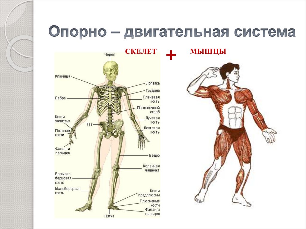 Строение скелет мышцы. Опорно двигательная система скелет и мышцы. Опорно двигательная система мышцы человека анатомия. Строение скелета опорно двигательная система. Скелет опорно двигательная система биология 8 класс.
