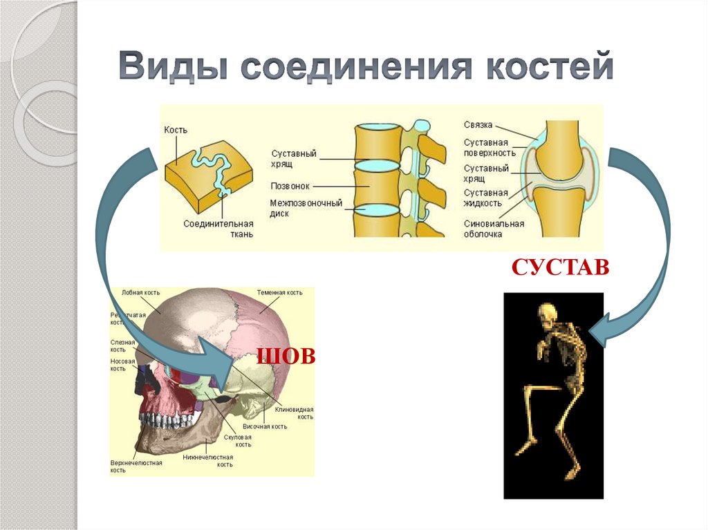 Какой тип соединения костей изображен на рисунке какие анатомические структуры этого типа соединения