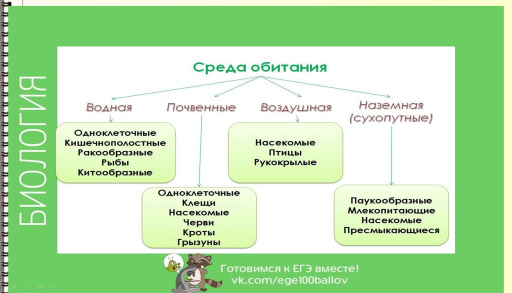 Диаграмма царство животных