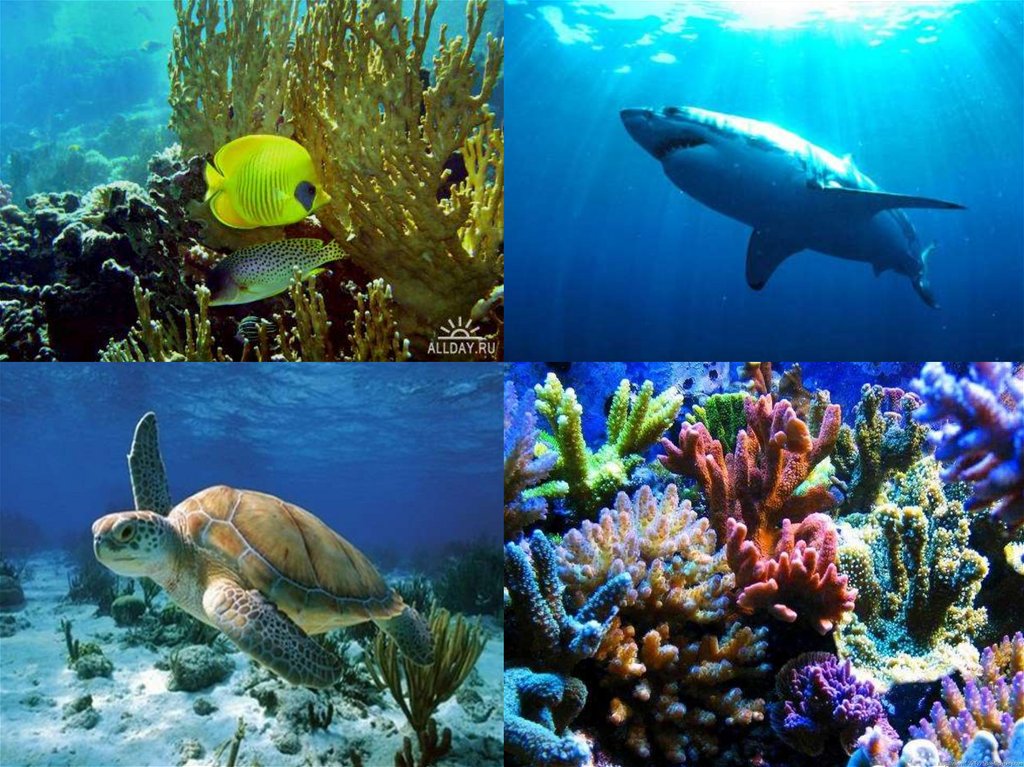 Вода среда обитания живых организмов. Водная среда обитания. Водная среда животных. Живые обитатели водной среды. Водная среда жизни.