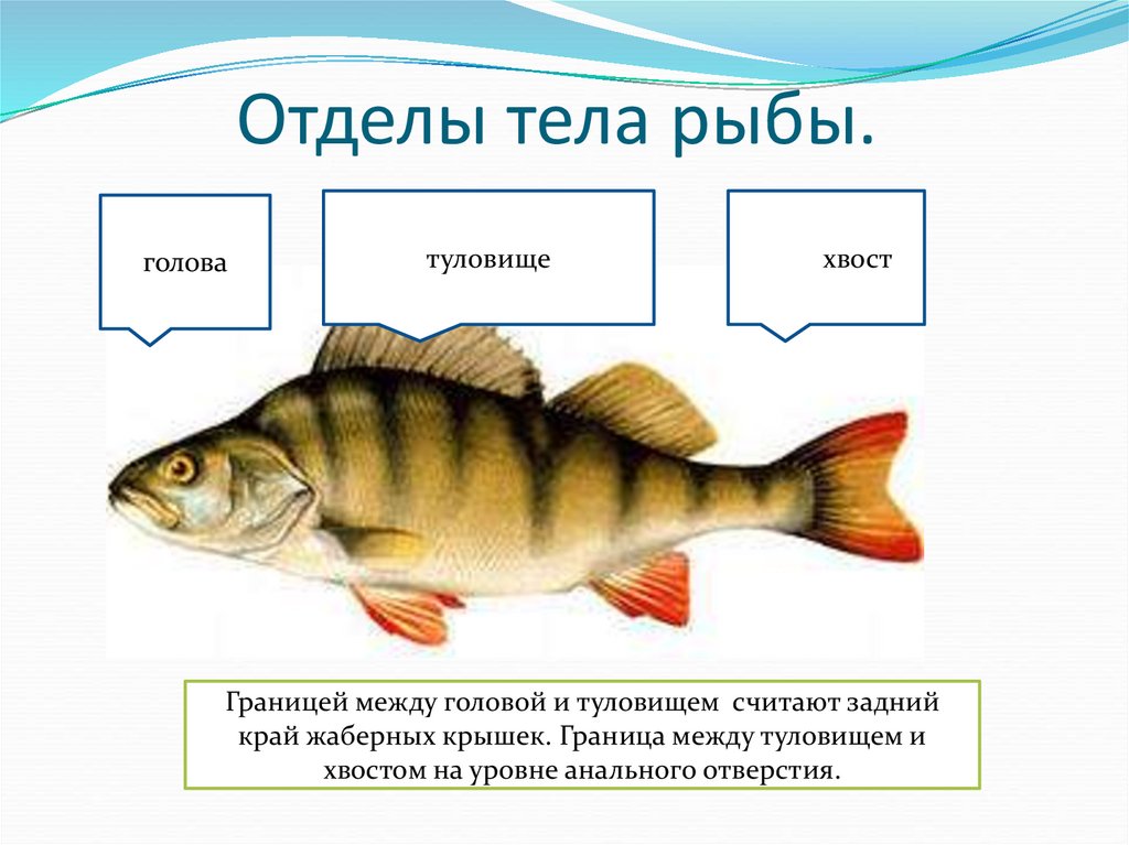 Части тела рыбы картинка для детей