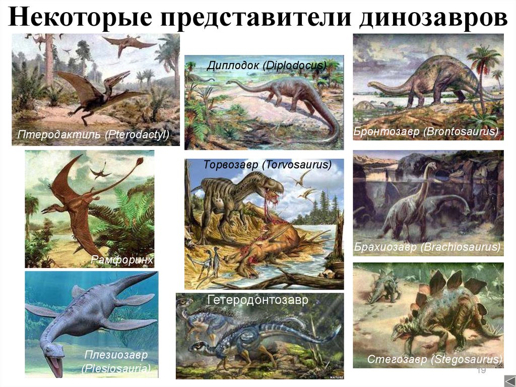 Некоторые представители динозавров