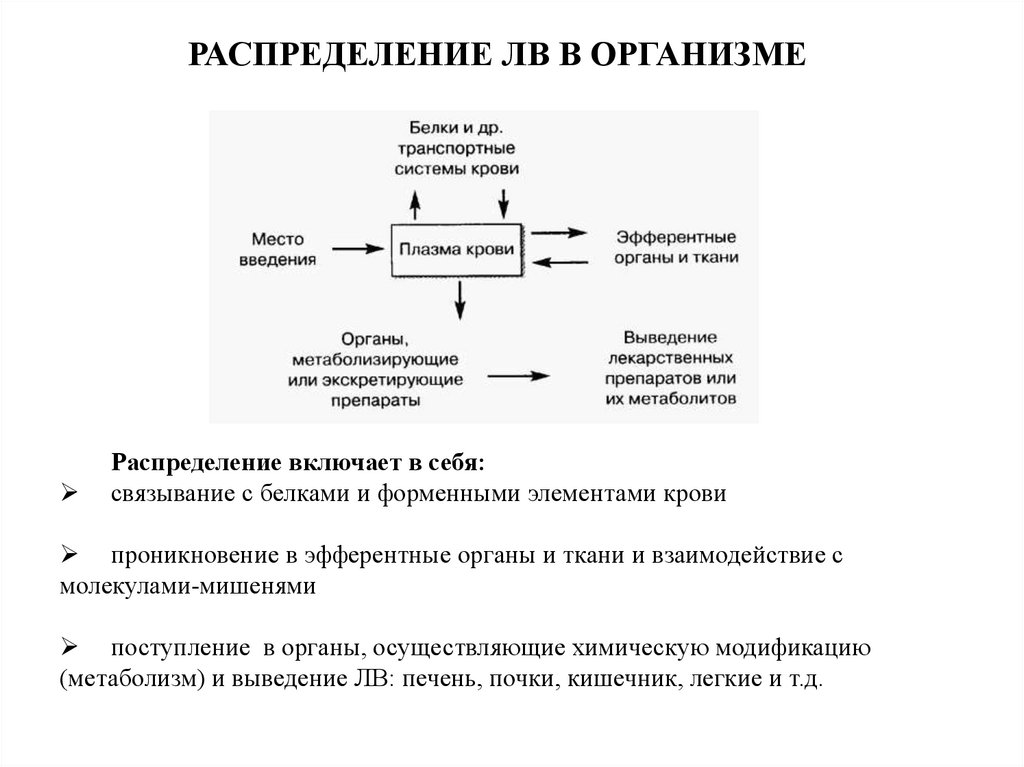 Влияет на распределение. Распределение лв в организме. Всасывание и распределение лв в организме. Распределение лекарственных веществ в организме. Распределение лв в организме фармакология.