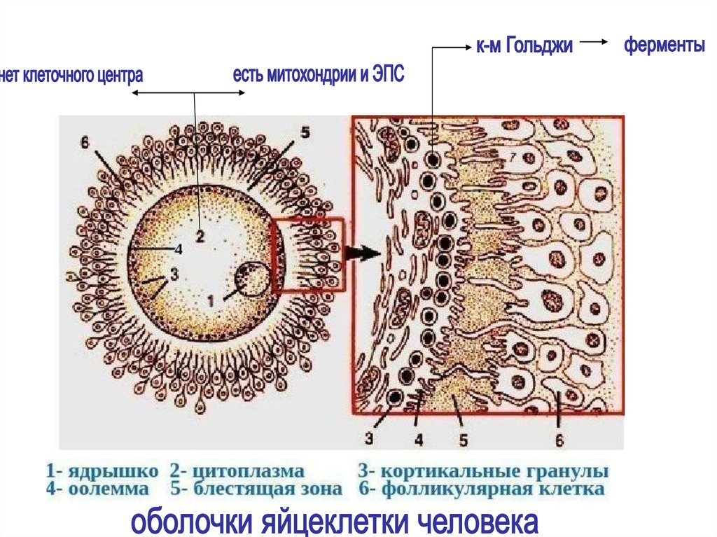 Несколько оболочек. Кортикальные гранулы яйцеклетки. Яйцеклетка оболочка фолликулярные клетки. Желточная оболочка яйцеклетки. Миелиновая оболочка яйцеклетки.