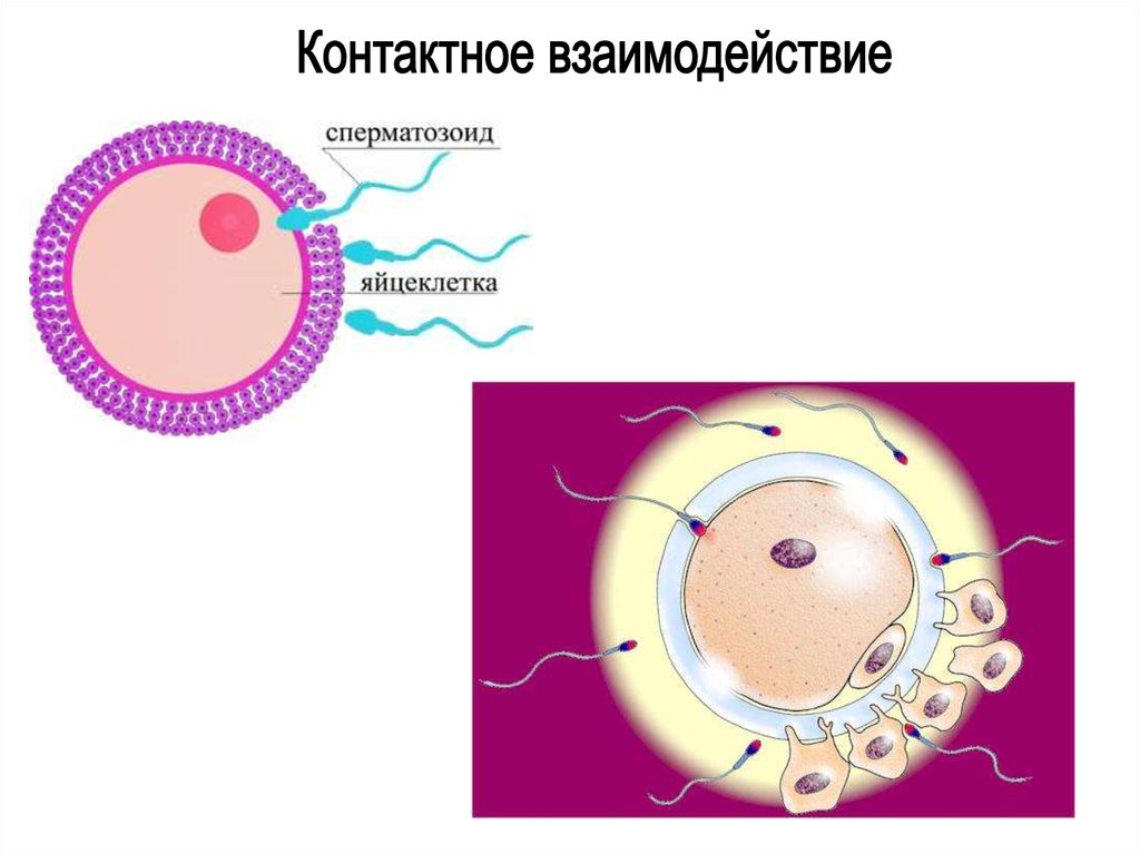 Оплодотворение рисунок