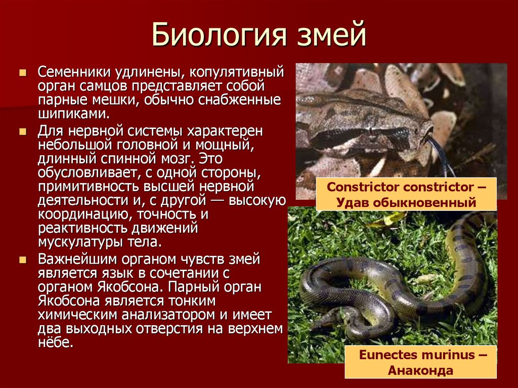 Тип симметрии змей. Змеи презентация. Змеи биология. Описание змеи биология. Презентация о змеях.