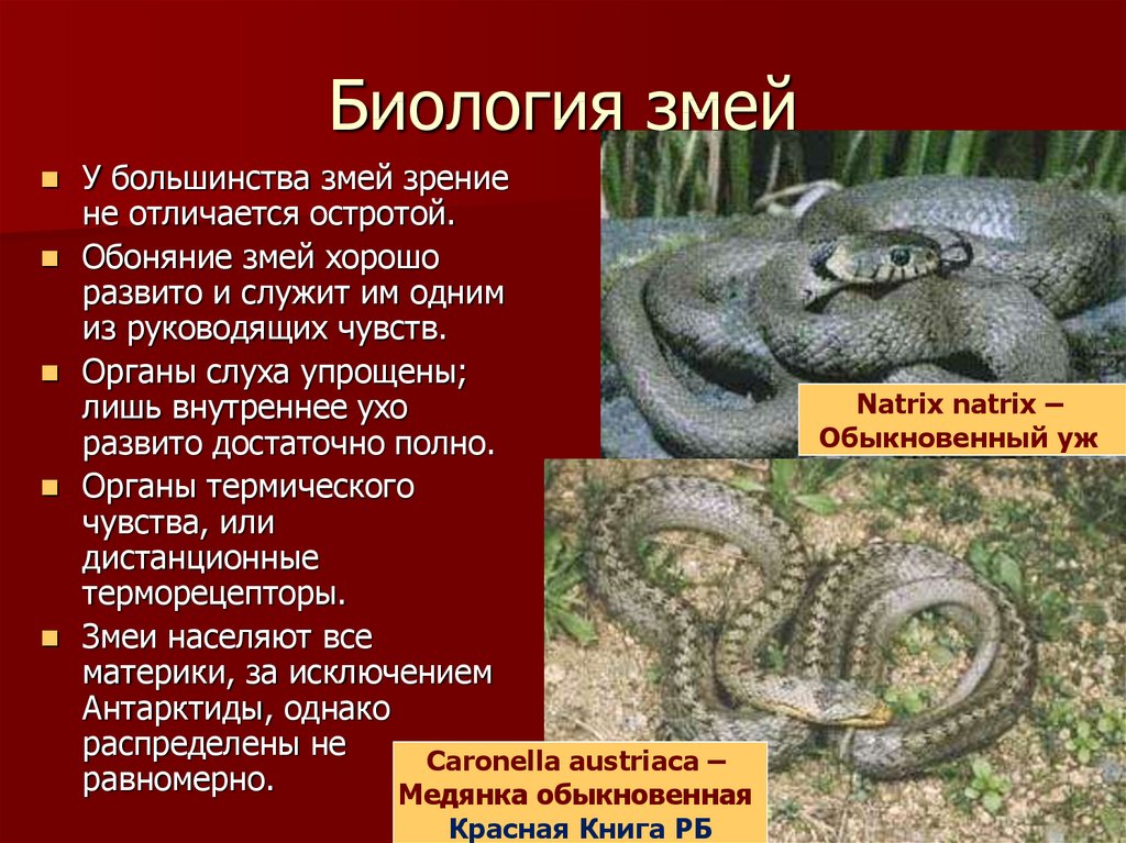 Змеи биология 7 класс. Змеи доклад. Класс пресмыкающиеся змеи. Доклад о пресмыкающихся змеях. Краткая характеристика змея.