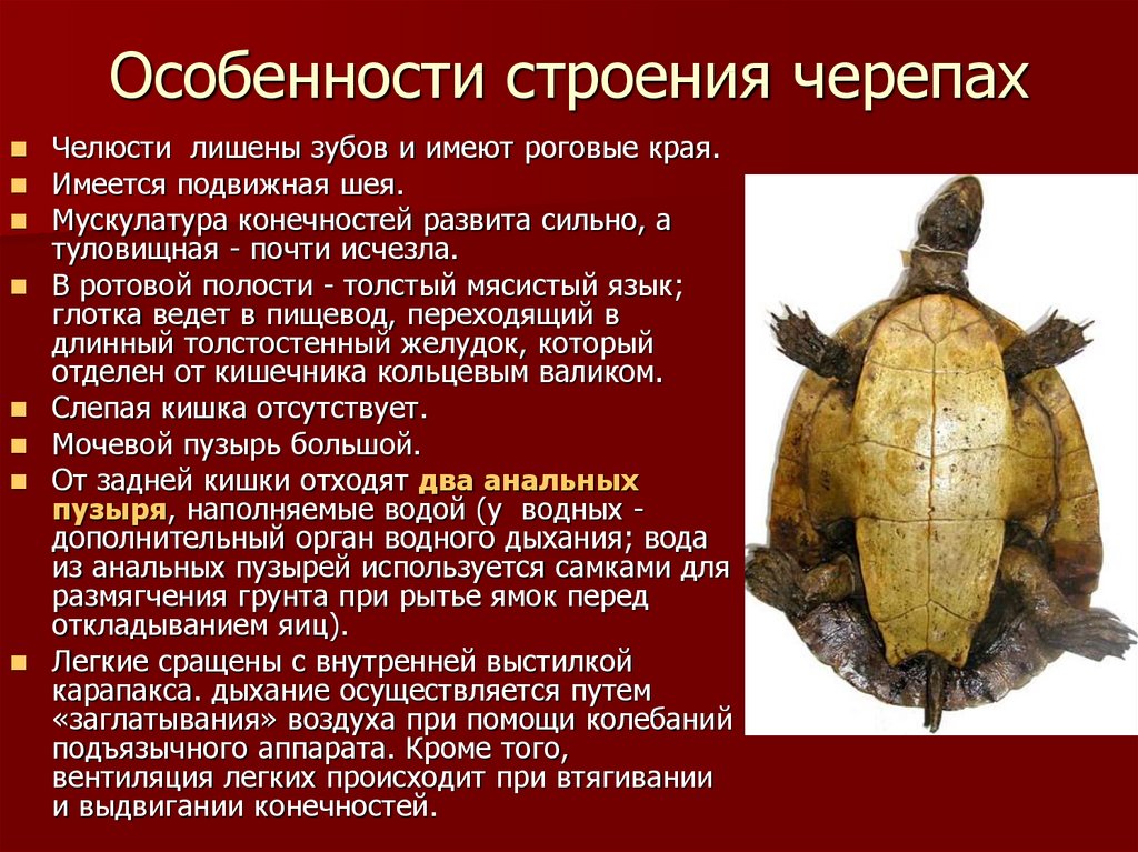 Черепахи 8 класс биология. Отряд черепахи внутреннее строение. Внешнее строение пресмыкающихся черепахи. Характеристика отряда черепах. Внутренне строение черепахи.
