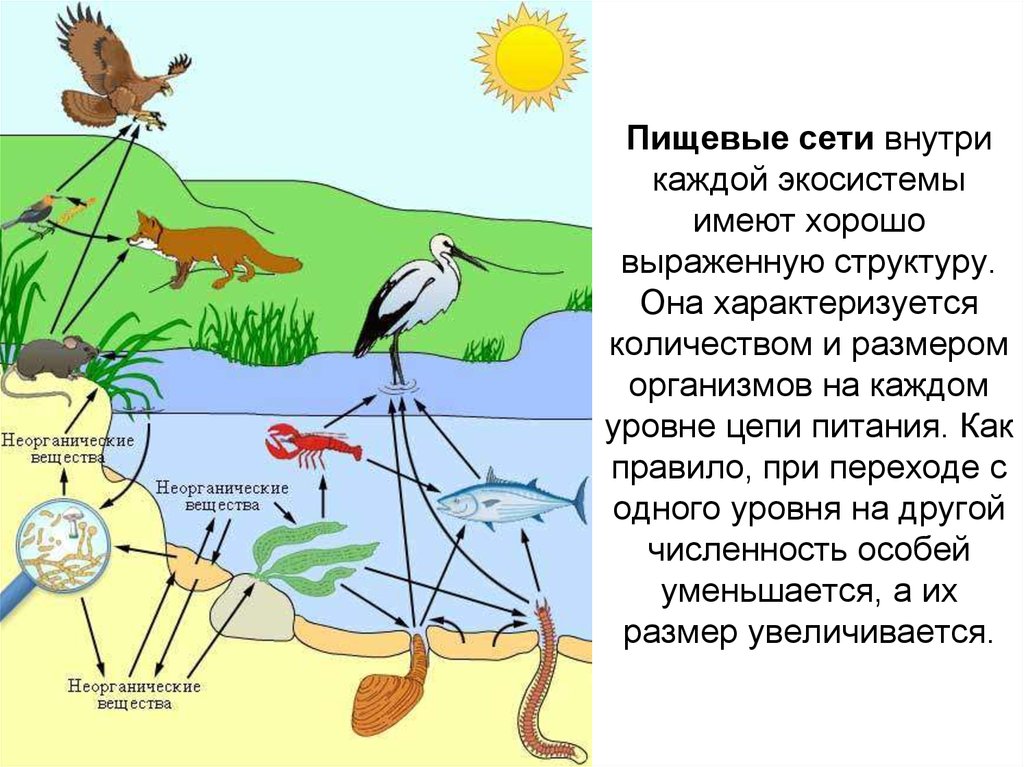 Какой организм в цепях питания экосистемы. Сеть питания и пищевая цепь это в биологии. Схема цепи питания биогеоценоза. Цепи питания пищевые цепи в экосистеме. Пищевая сеть экосистемы.
