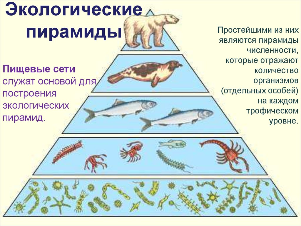 Сообщество организмов населяющих. Пищевые уровни, экологическая пирамида. Экосистема. Экологическая пирамида биомассы. Экологическая пирамида биогеоценоза. Трофические цепи пищевая пирамида.