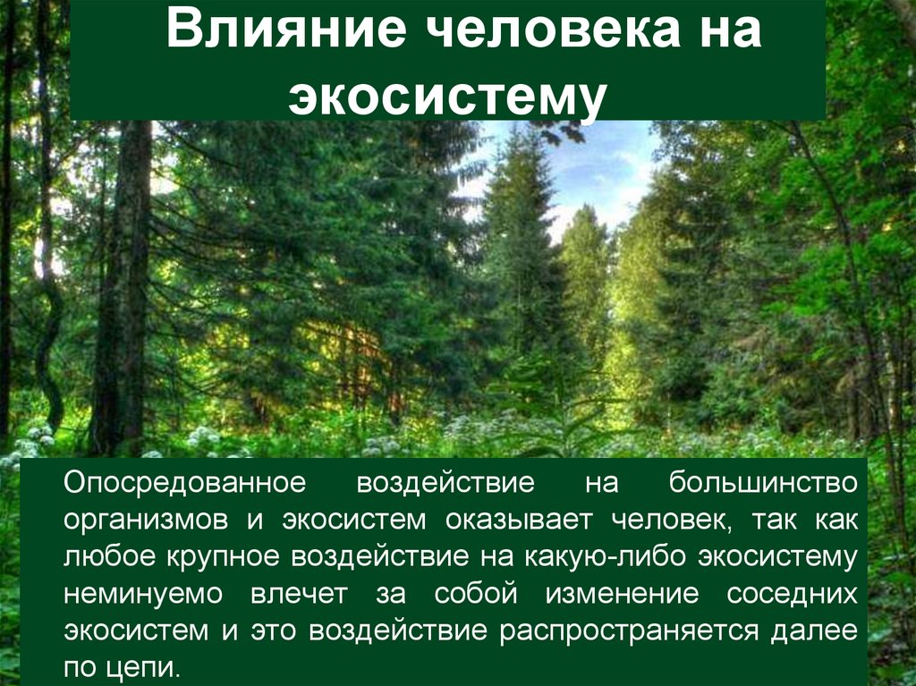 Состав сообщества лес. Влияние человека на экосистемы. Воздействие человека на экосистему. Воздействие человека на природные экосистемы. Влияние деятельности человека на экосистему.