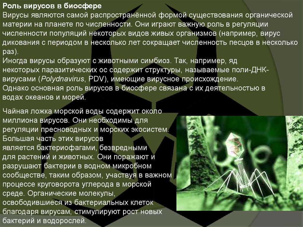 Вирус является формой жизни. Место вирусов в биосфере. Роль вирусов в биосфере. Место и роль вирусов в биосфере. Вирусы и их в биосфере.