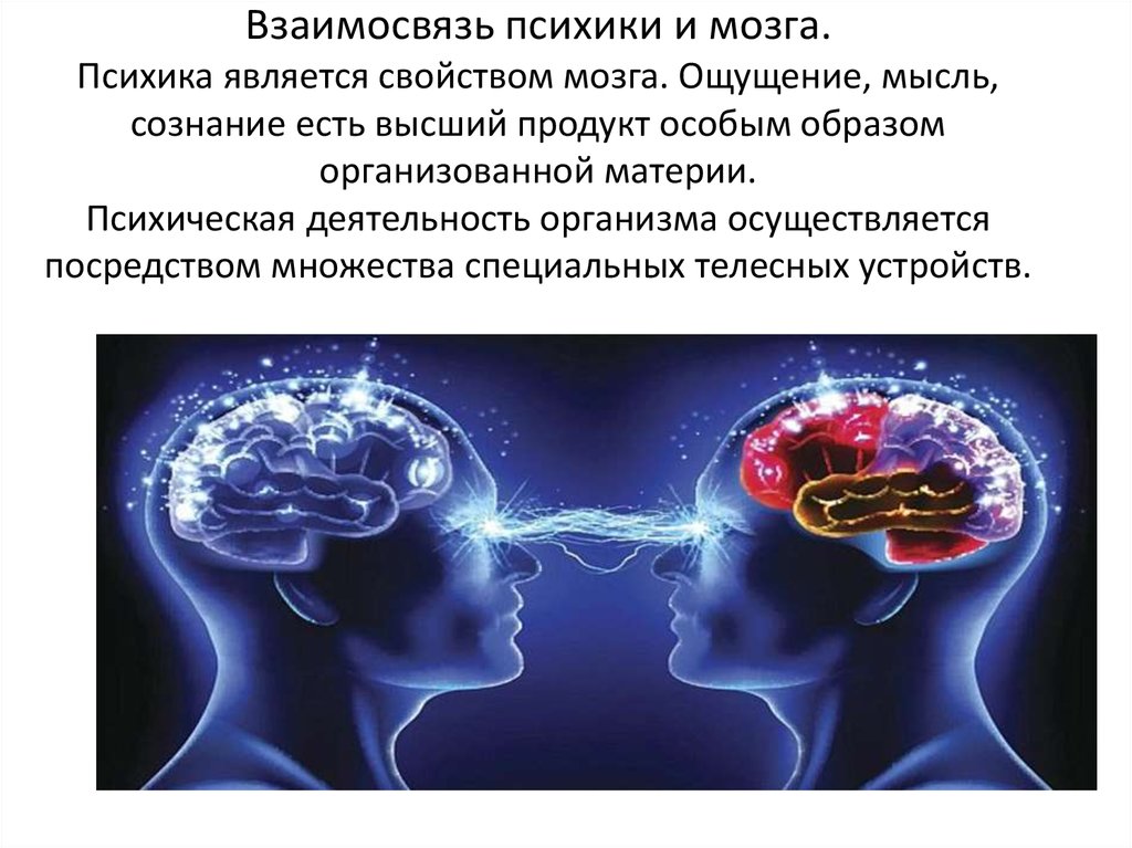 Взаимосвязь психики и мозга. Психика является свойством мозга. Ощущение, мысль, сознание есть высший продукт особым образом