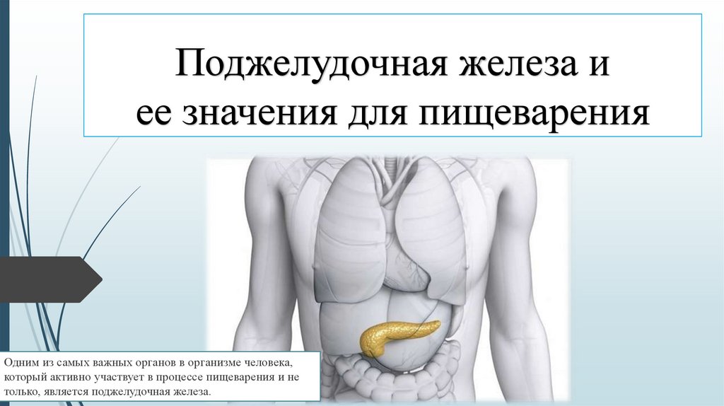 Удаляют ли поджелудочную железу полностью. Поджелудочная железа на теле человека. Поджелудочная железо тело. Поддержка поджелудочной железы.