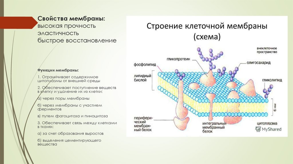 Клеточная мембрана функции