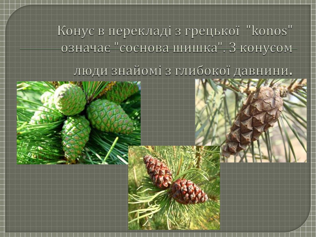 Конус в перекладі з грецької "konos" означає "соснова шишка". З конусом люди знайомі з глибокої давнини.