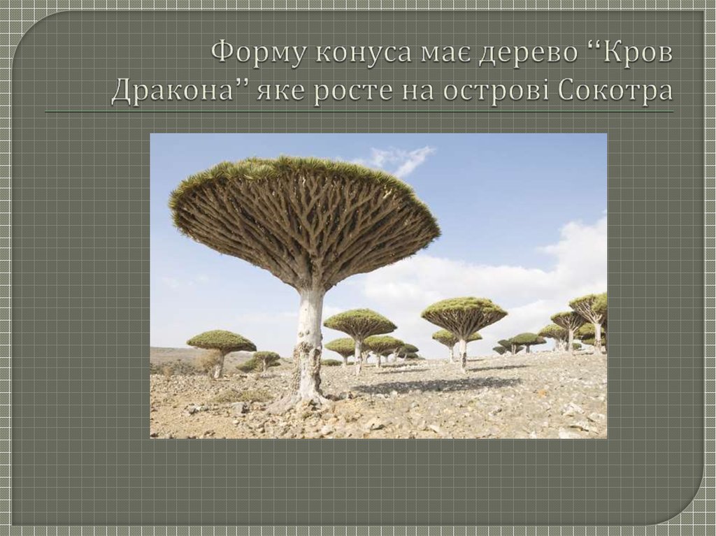 Форму конуса має дерево “Кров Дракона” яке росте на острові Сокотра