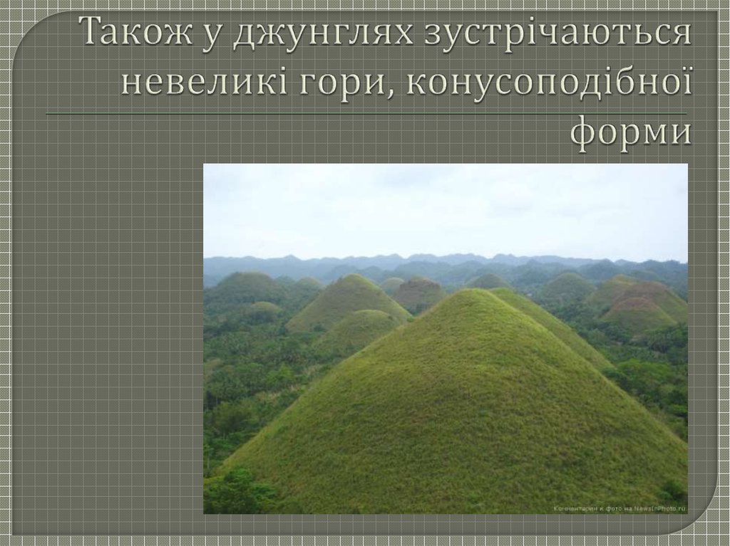 Конус в природі - презентация онлайн