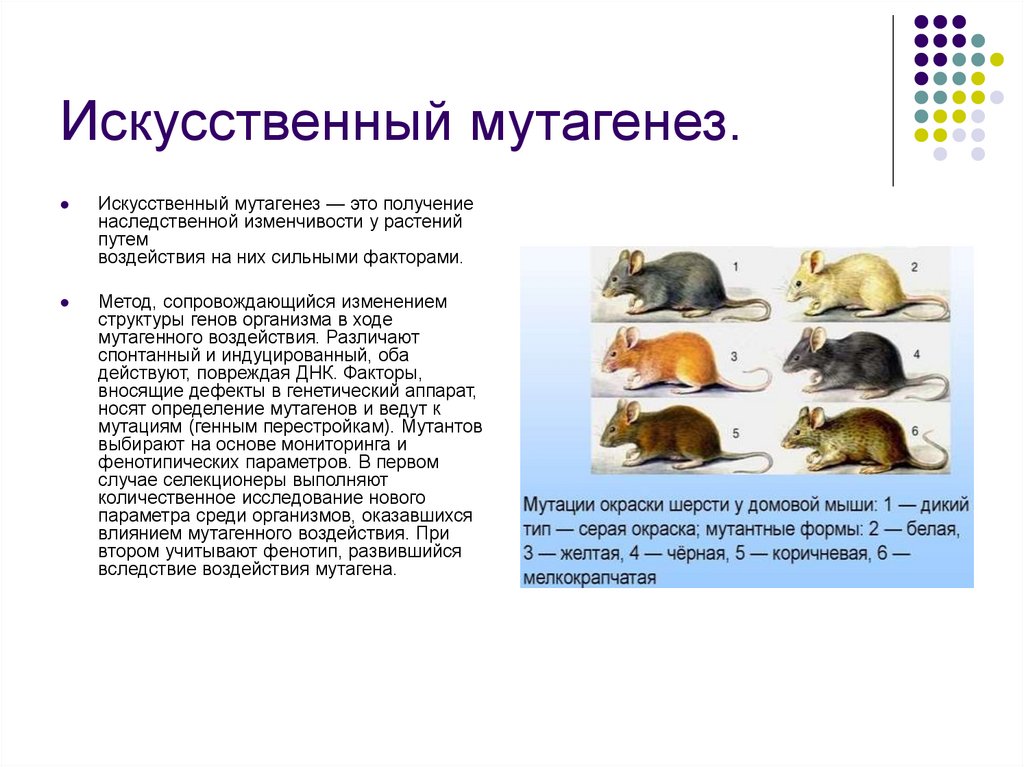 Селекция животных мутагенез