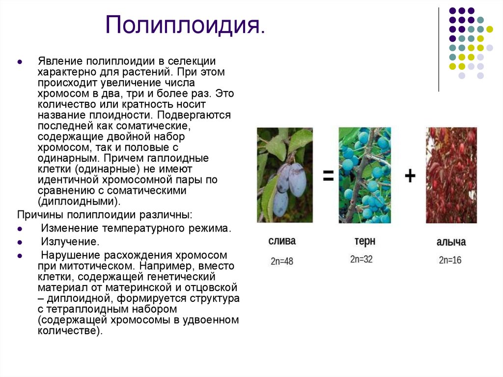 Полиплоидия это в селекции