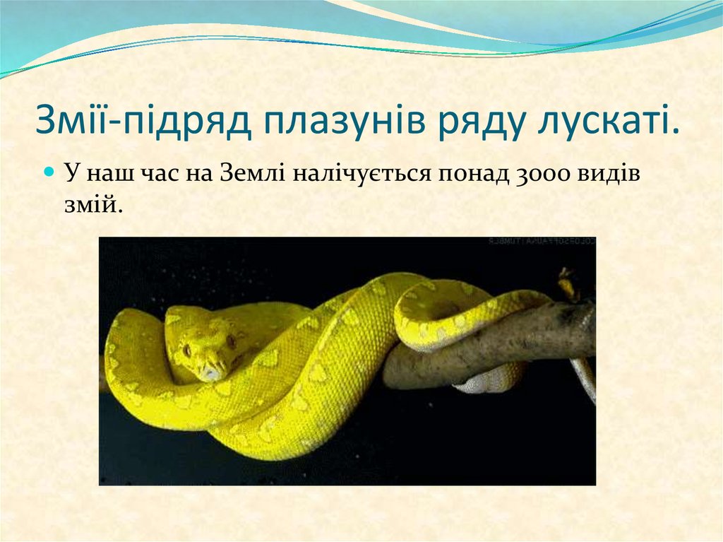 Змії-підряд плазунів ряду лускаті.
