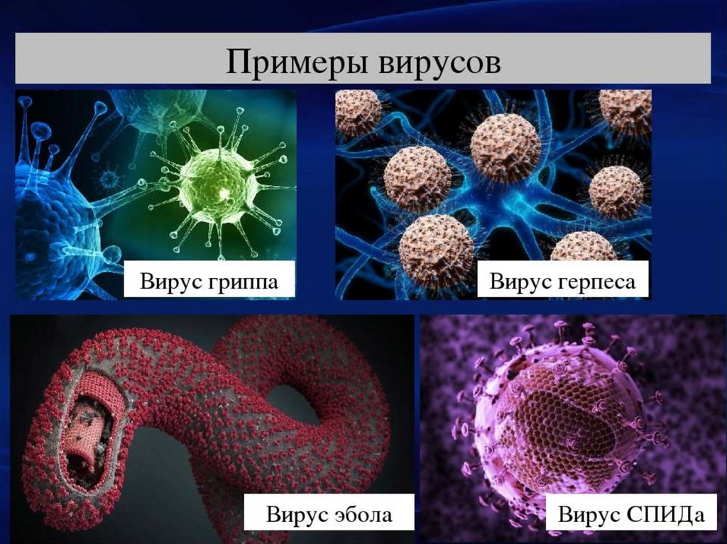 Вирус живущий в организме человека. Вирусы примеры. Представители вирусов. Вирусы биология. Видовые названия вирусов.