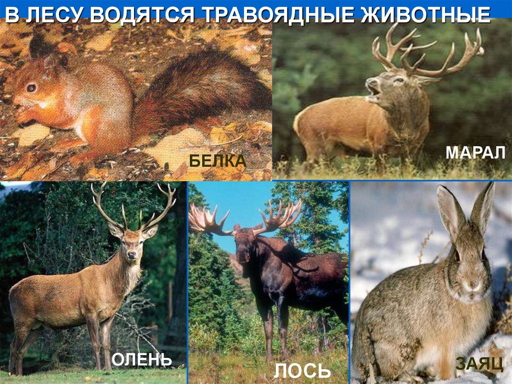 Лось это крупное растительноядное млекопитающее. Травоядные животные. Травоядные животные леса. Животные Лесной зоны. Дикие травоядные животные России.