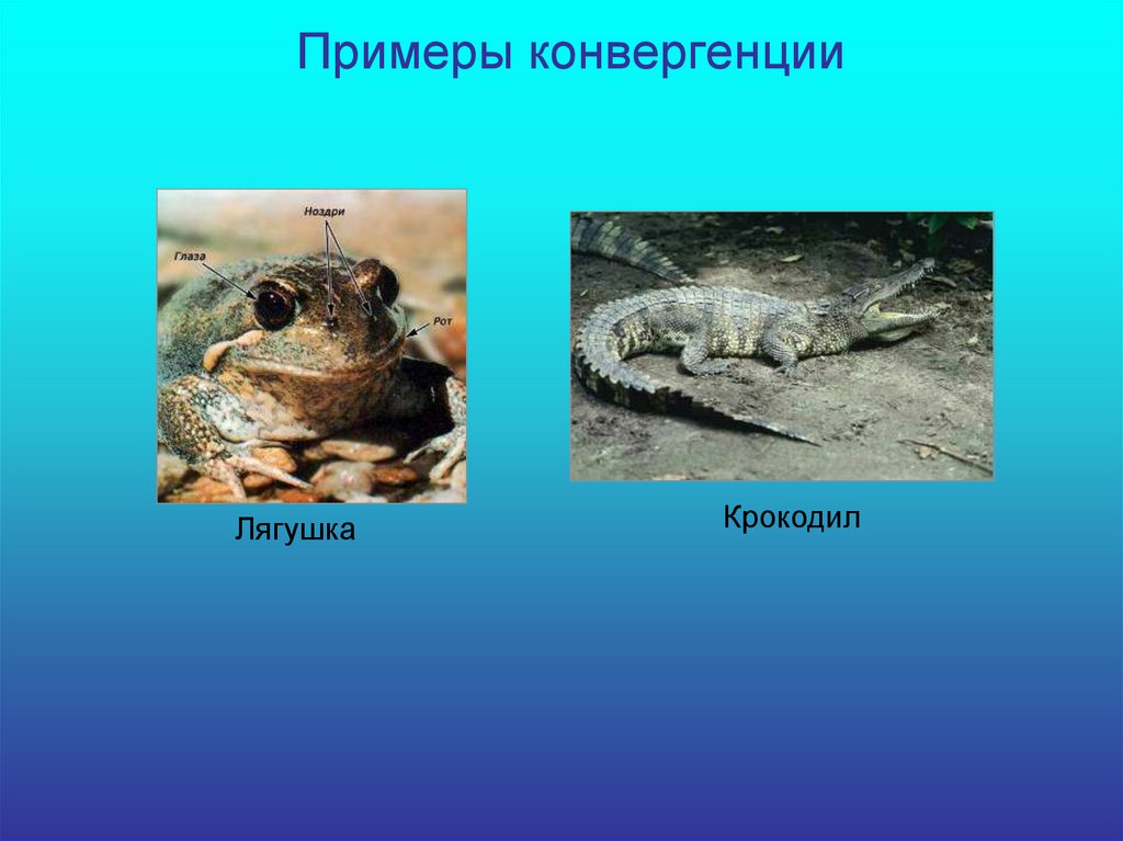 Конвергенция примеры. Пример конвергенции лягушка и крокодил. Конвергенция лягушка Бегемот кроко. Лягушка для презентации.